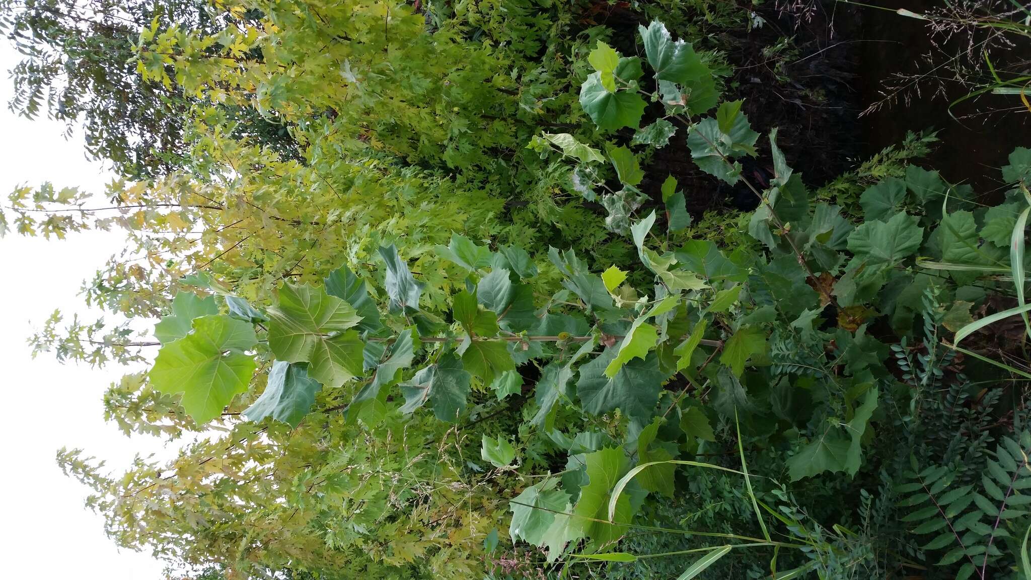 Image of American sycamore