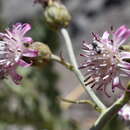 Leucheria floribunda DC. resmi