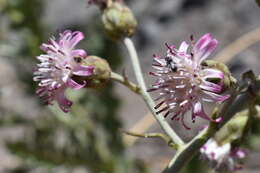 Leucheria floribunda DC. resmi