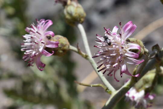 Leucheria floribunda DC. resmi