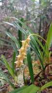 Image of Bulbophyllum liparidioides Schltr.