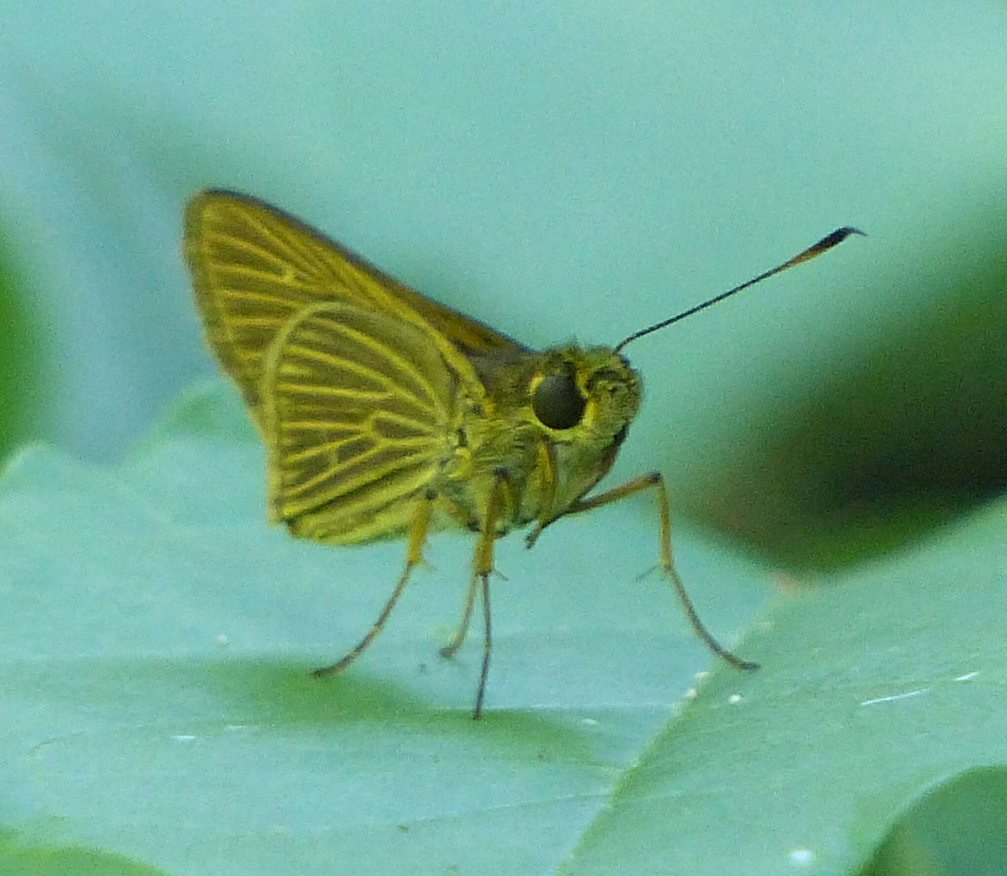 Image of Parphorus decora Herrich-Schäffer 1869