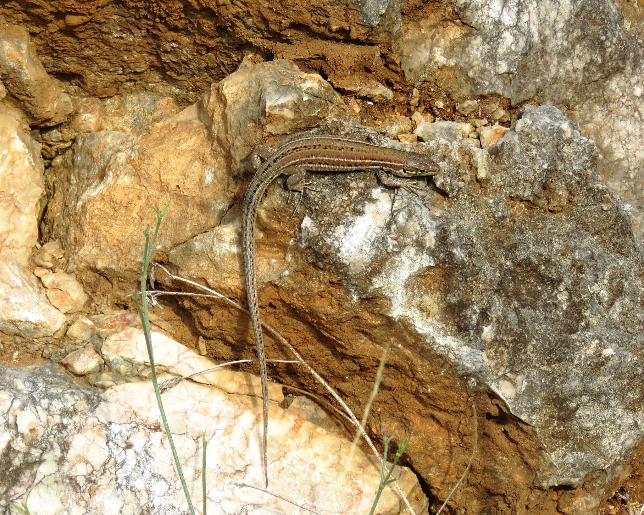 Image of Dalmatian Wall Lizard