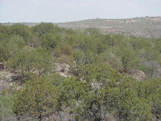 Juniperus coahuilensis (Martínez) Gaussen ex R. P. Adams resmi