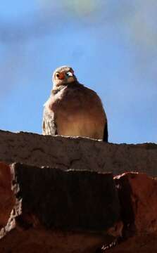 Image of Bare-faced Ground Dove