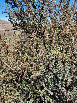 Image of Indigofera nigromontana Eckl. & Zeyh.