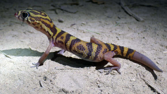 Image of Yucatan Banded Gecko