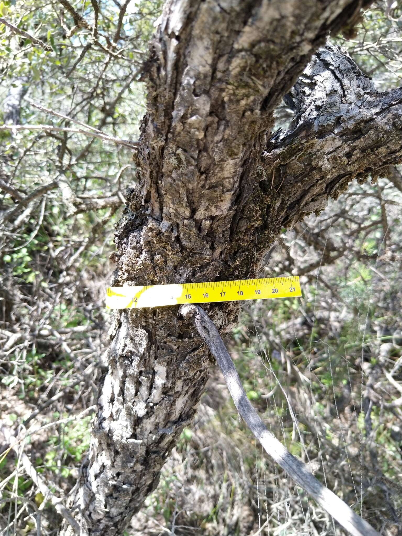 Imagem de Quercus intricata Trel.