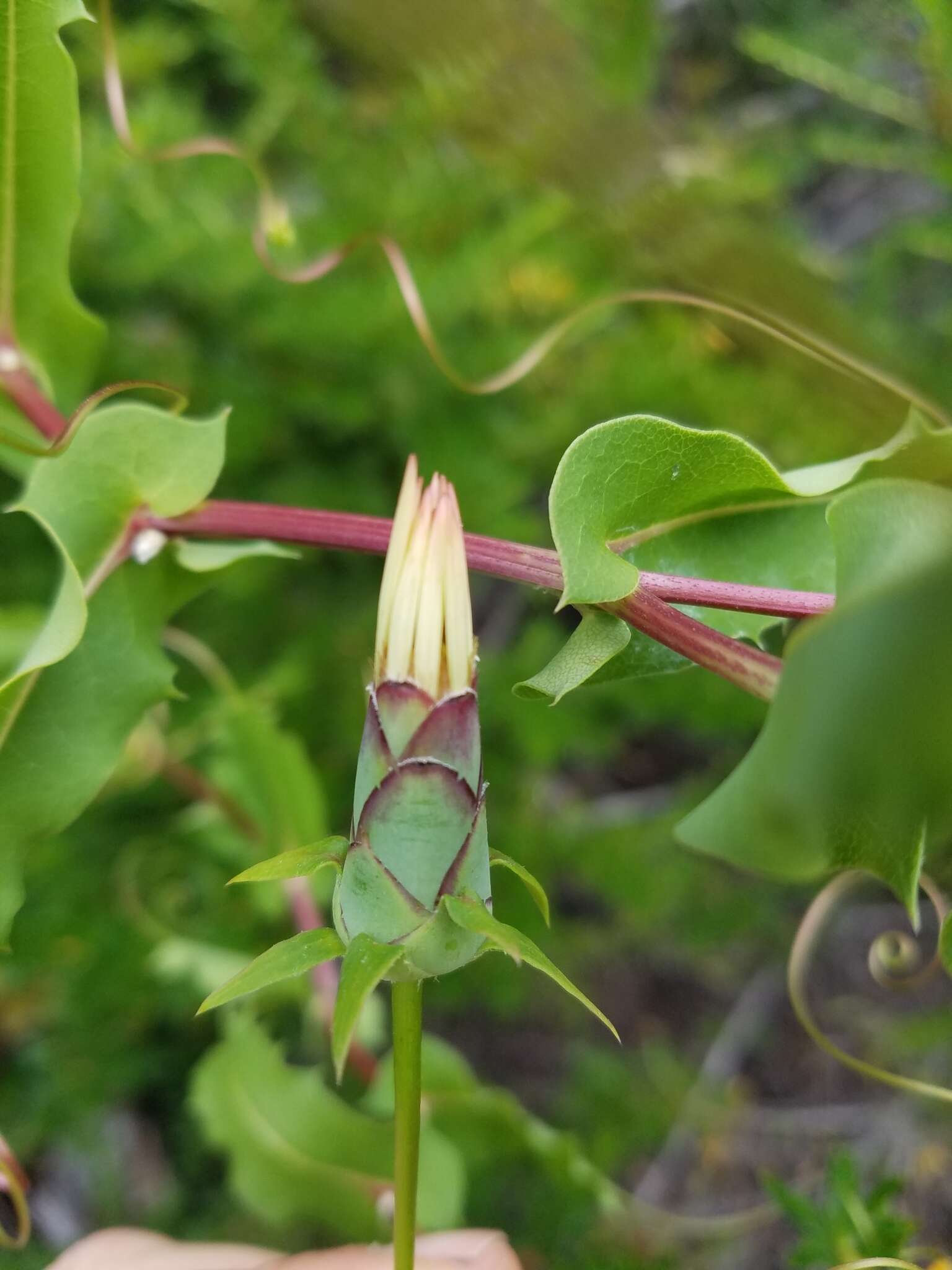 Image de Mutisia ilicifolia Cav.