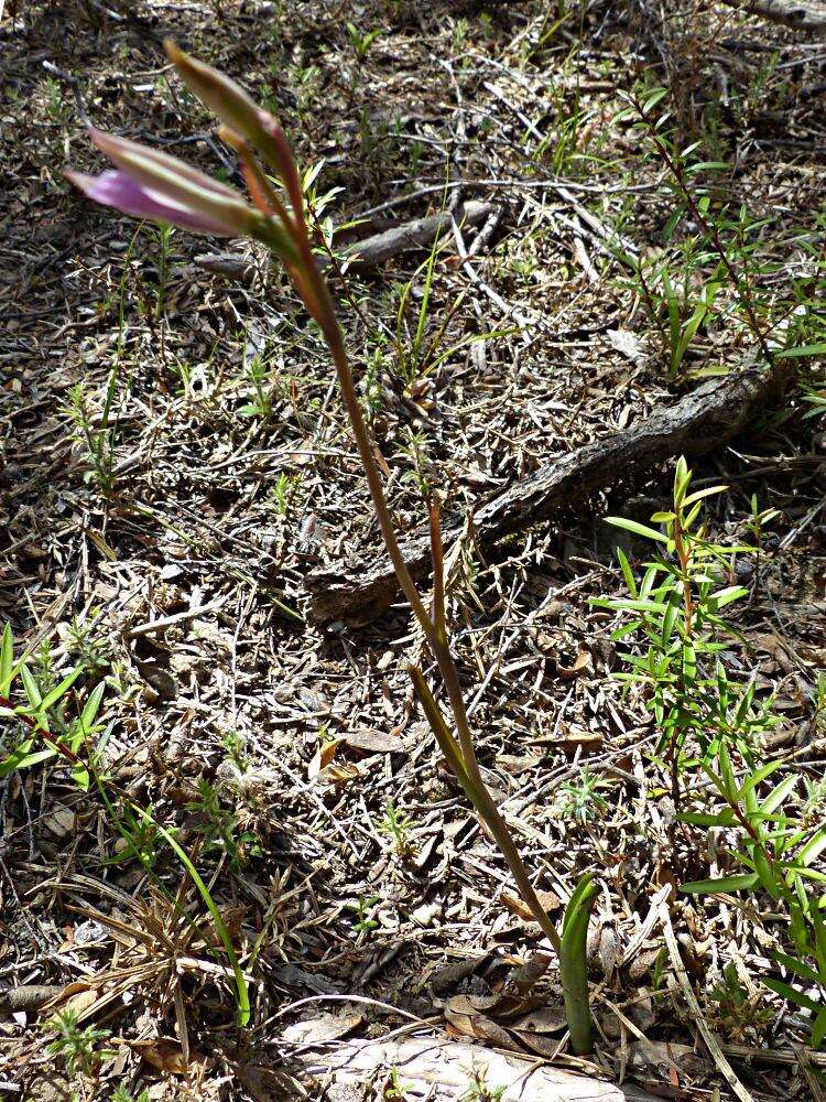 Image of Sun orchid