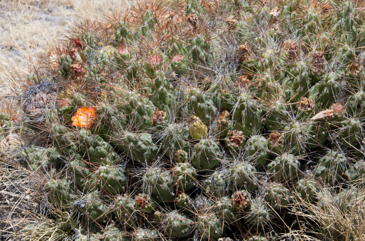 Image of Cumulopuntia glomerata