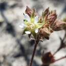 Imagem de Horkelia cuneata var. sericea (A. Gray) Ertter & Reveal