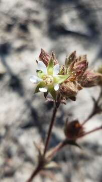 Imagem de Horkelia cuneata var. sericea (A. Gray) Ertter & Reveal