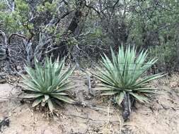 Agave palmeri Engelm. resmi