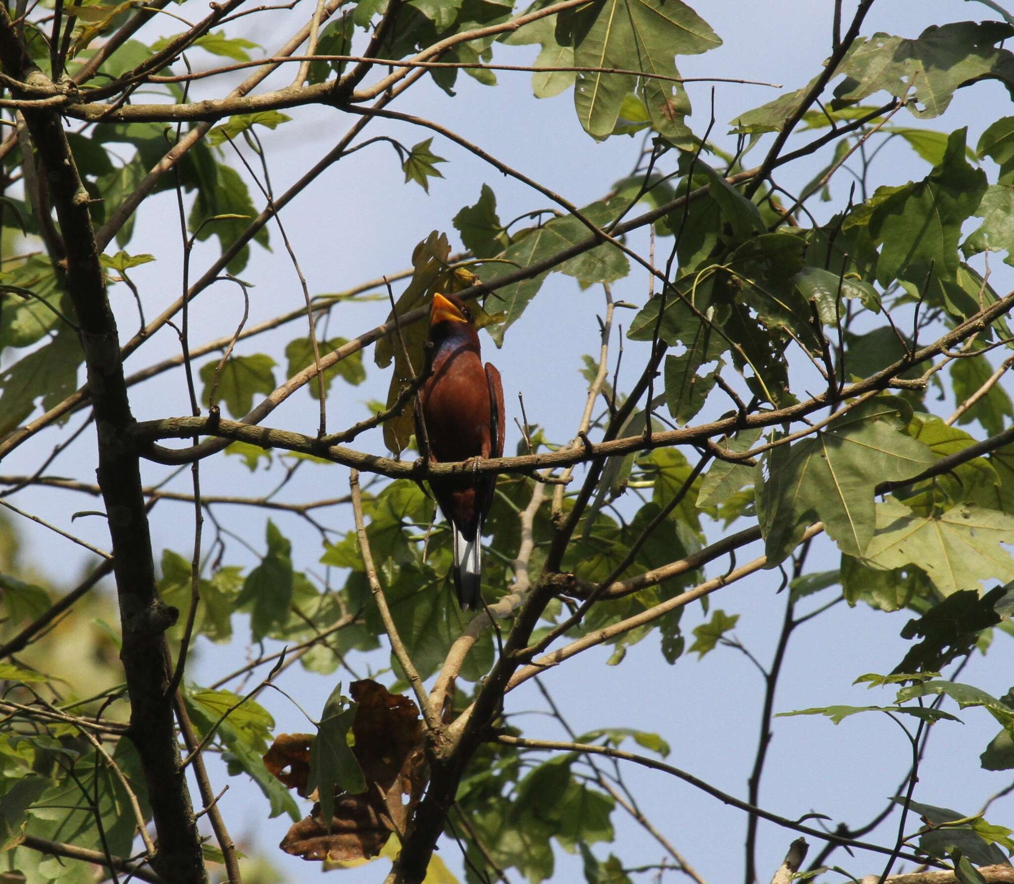 Image of Blue-throated Roller