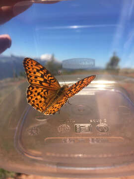 Image de Speyeria zerene gloriosa Moeck 1957