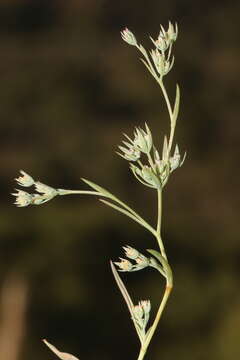 Image of dwarf hare's-ear