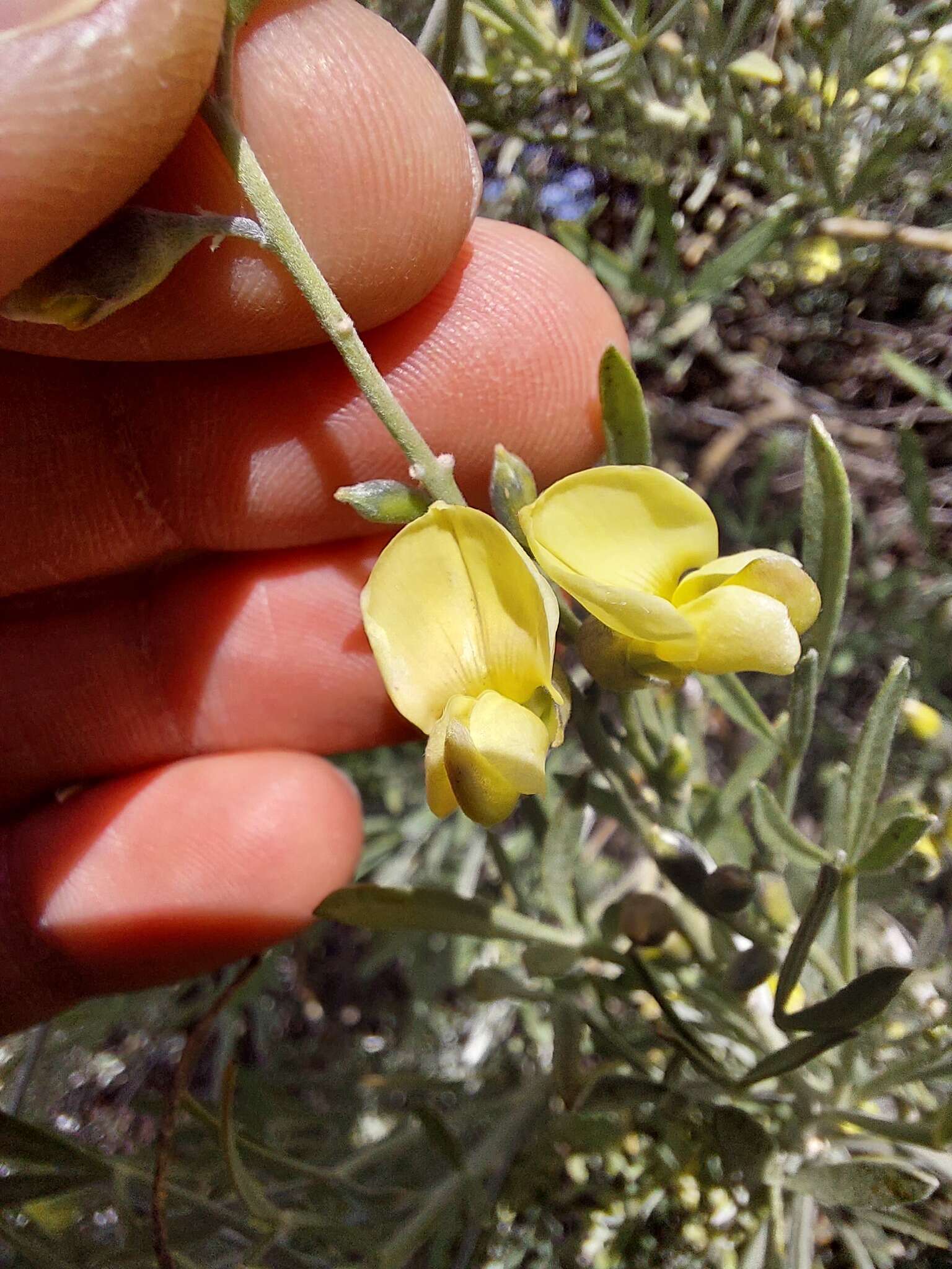 Слика од <i>Calobota sericea</i>