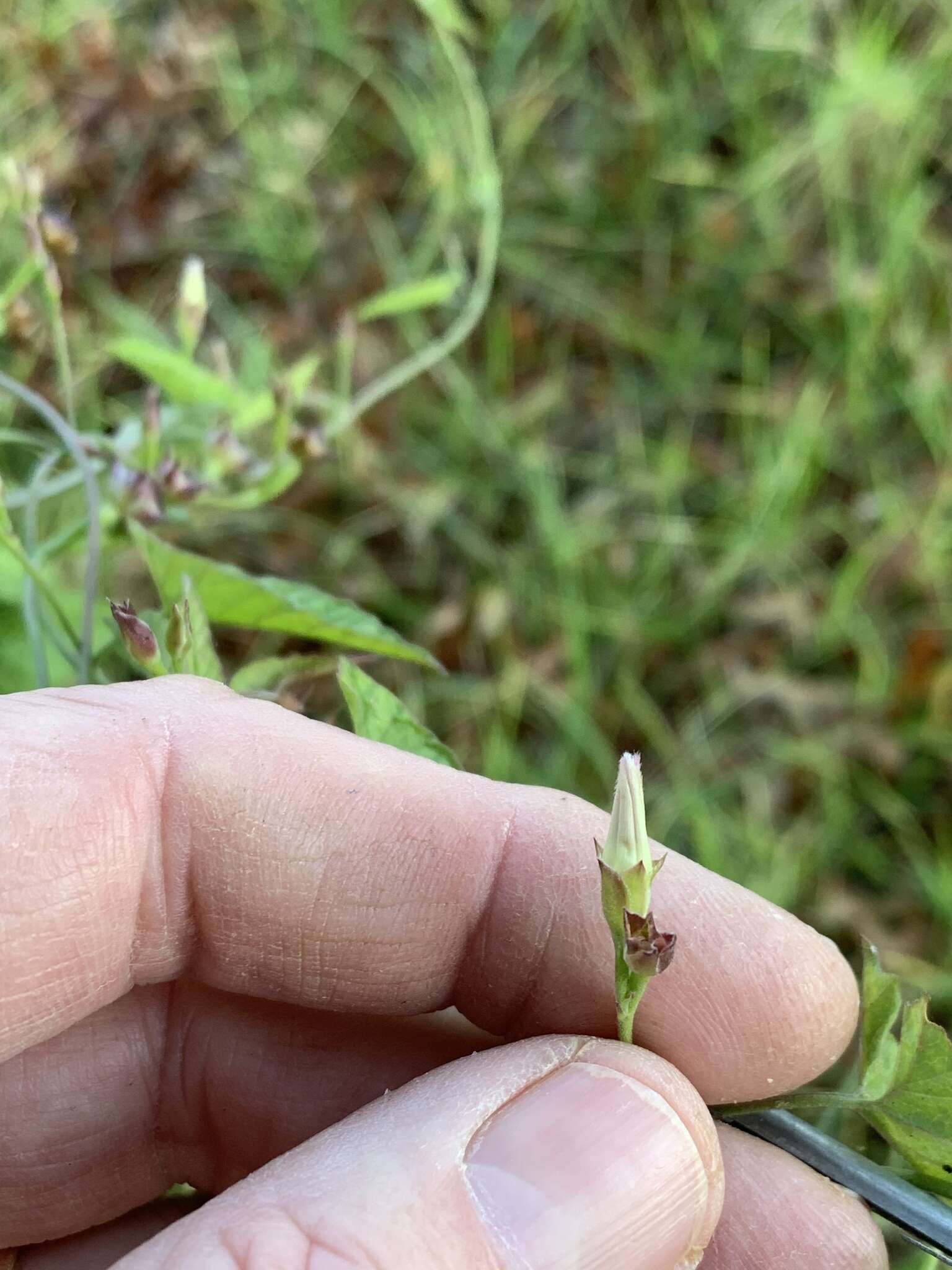 Image de Convolvulus farinosus L.