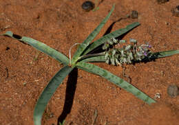 Image of Ledebouria apertiflora (Baker) Jessop