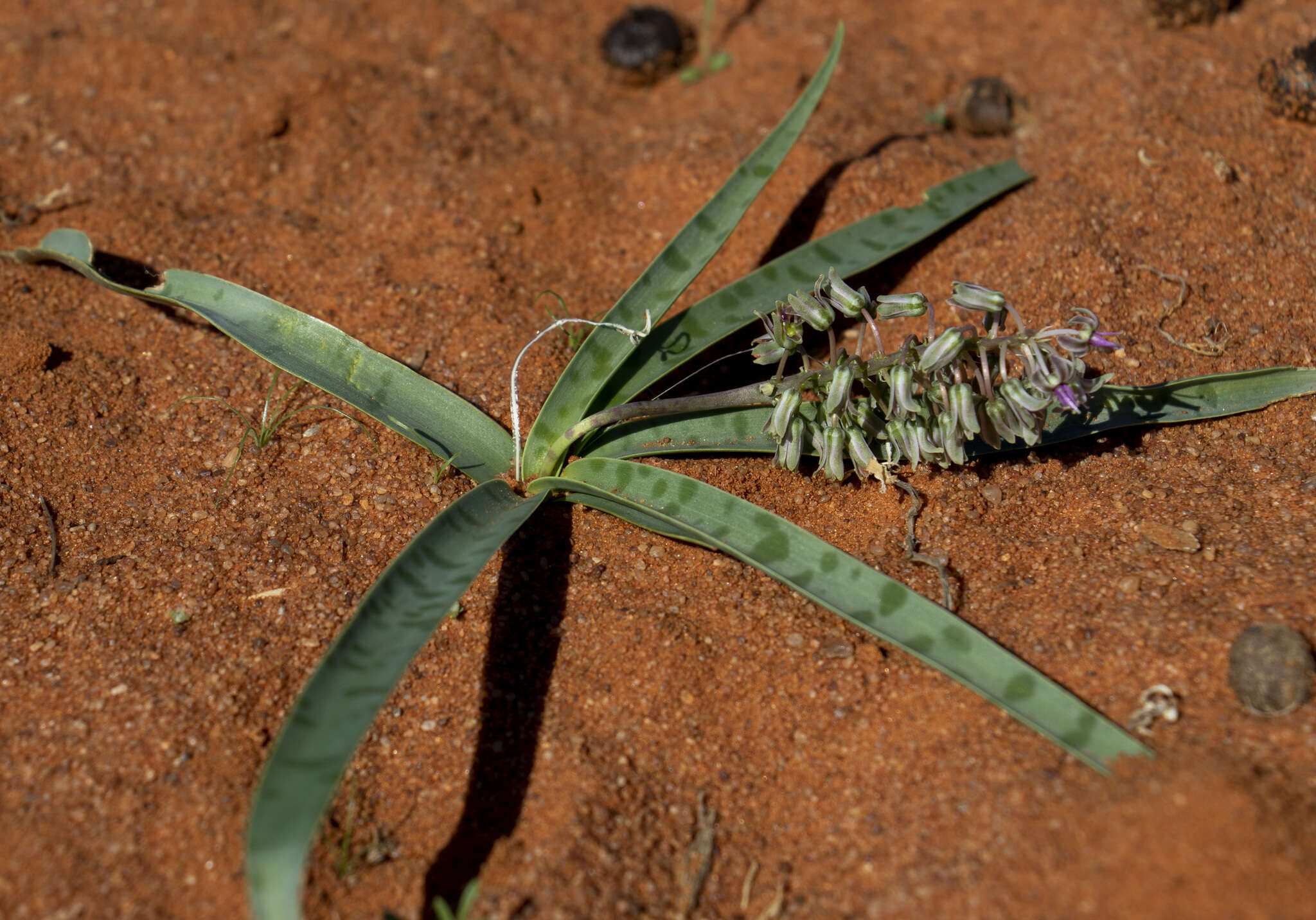 Image of Ledebouria apertiflora (Baker) Jessop