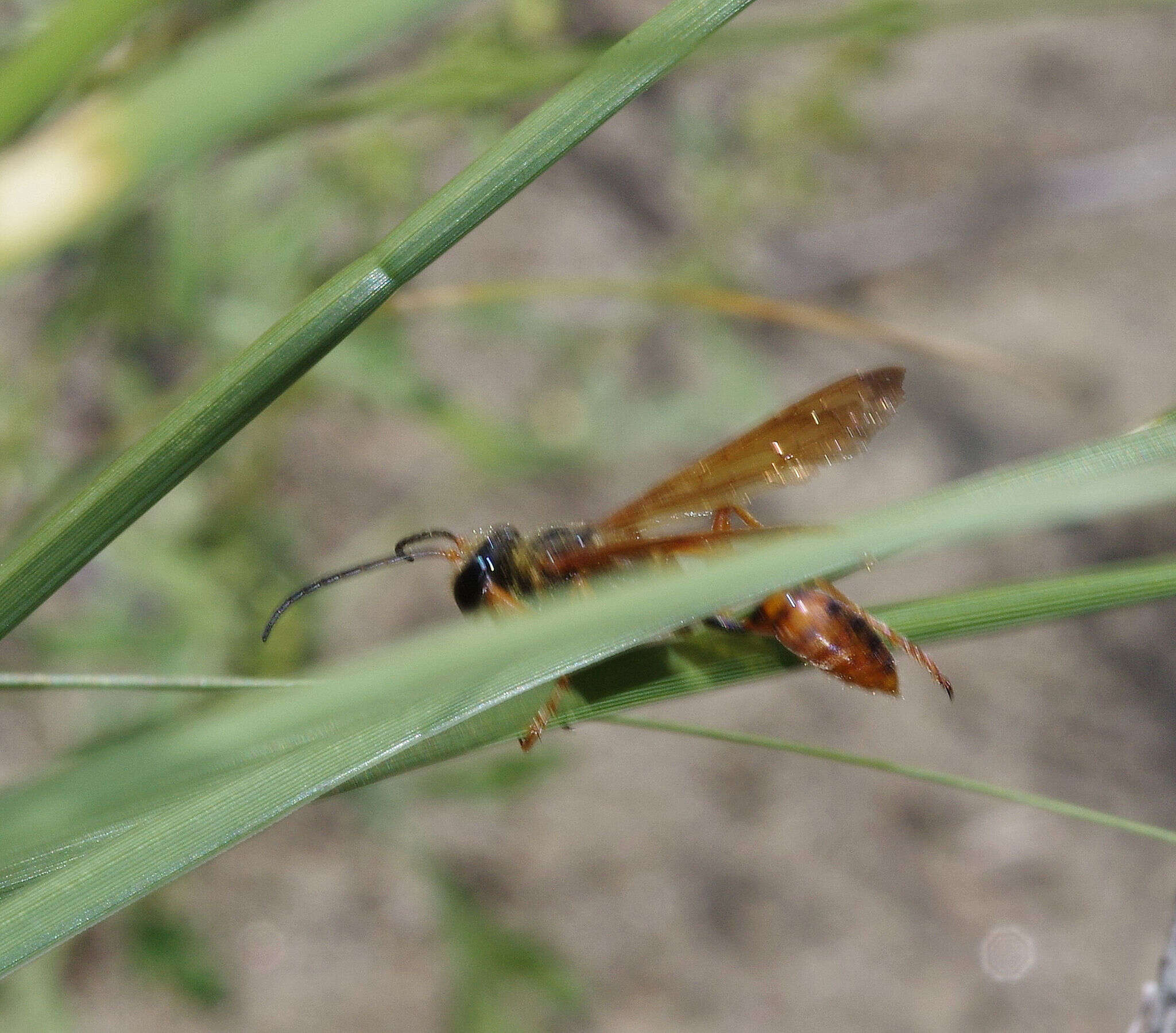 صورة Isodontia elegans (F. Smith 1856)