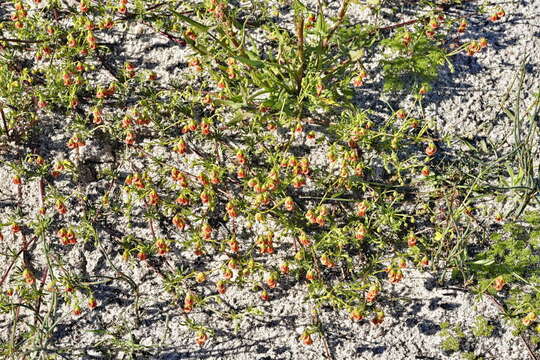 Image of Hermannia pinnata L.