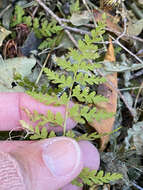 Image of Reeves' bladderfern