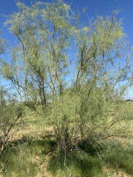 Plancia ëd Parkinsonia africana Sond.