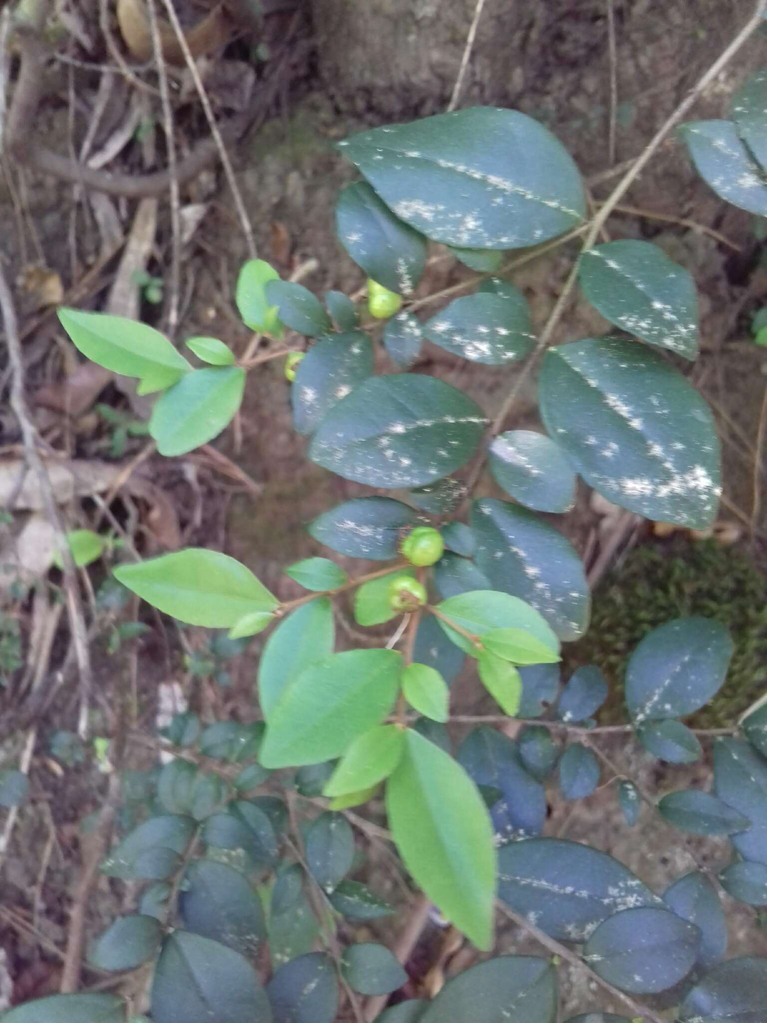 Sivun Rhamnus diffusus Clos kuva