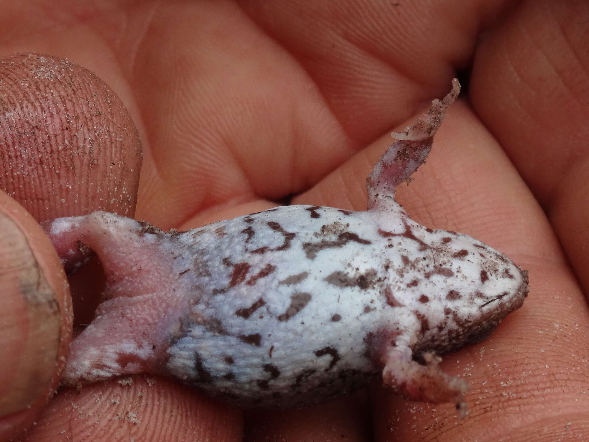 Image of Günther’s Toadlet