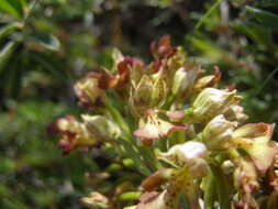 Image of Orchis wulffiana Soó