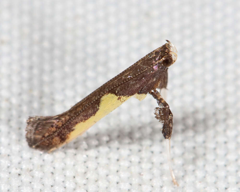 Image of Caloptilia belfragella (Chambers 1875)