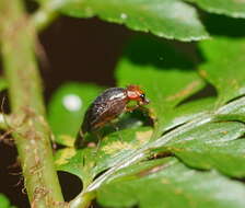 Image of Depressa striatipennis Malloch 1927