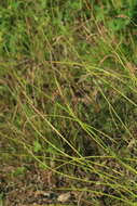 Image of Carex laevissima Nakai