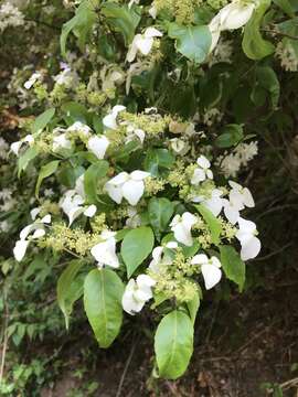 Image of Hydrangea scandens (L. fil.) Ser.