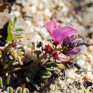 Plancia ëd Indigofera humifusa Eckl. & Zeyh.