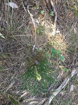 Image of Petrophile pulchella (Schrader & Wendl.) R. Br.