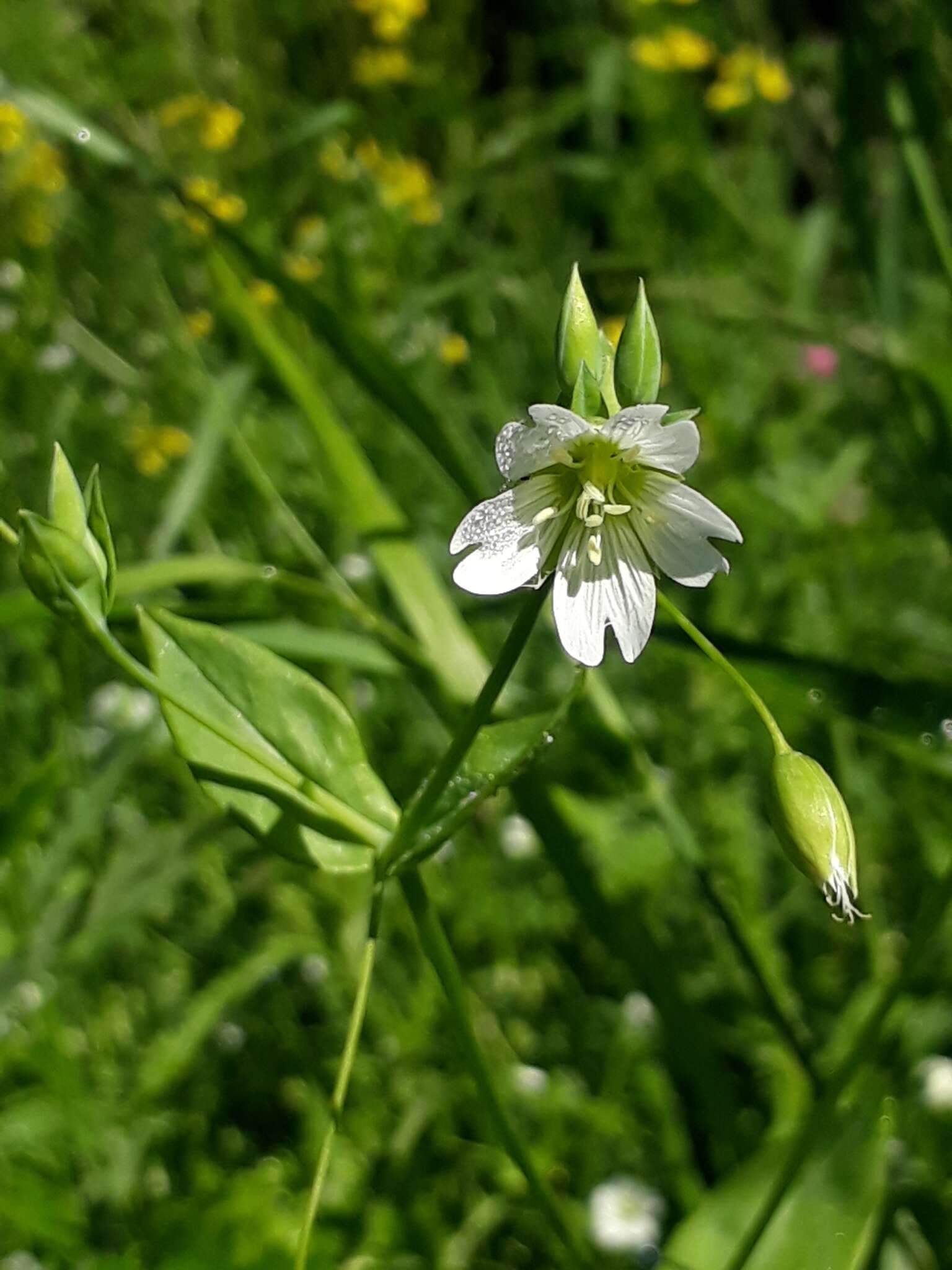 Image of Cerastium davuricum Fischer