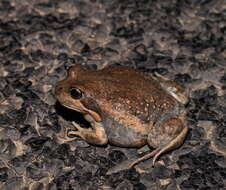 Image of Limnodynastes dumerilii Peters 1863