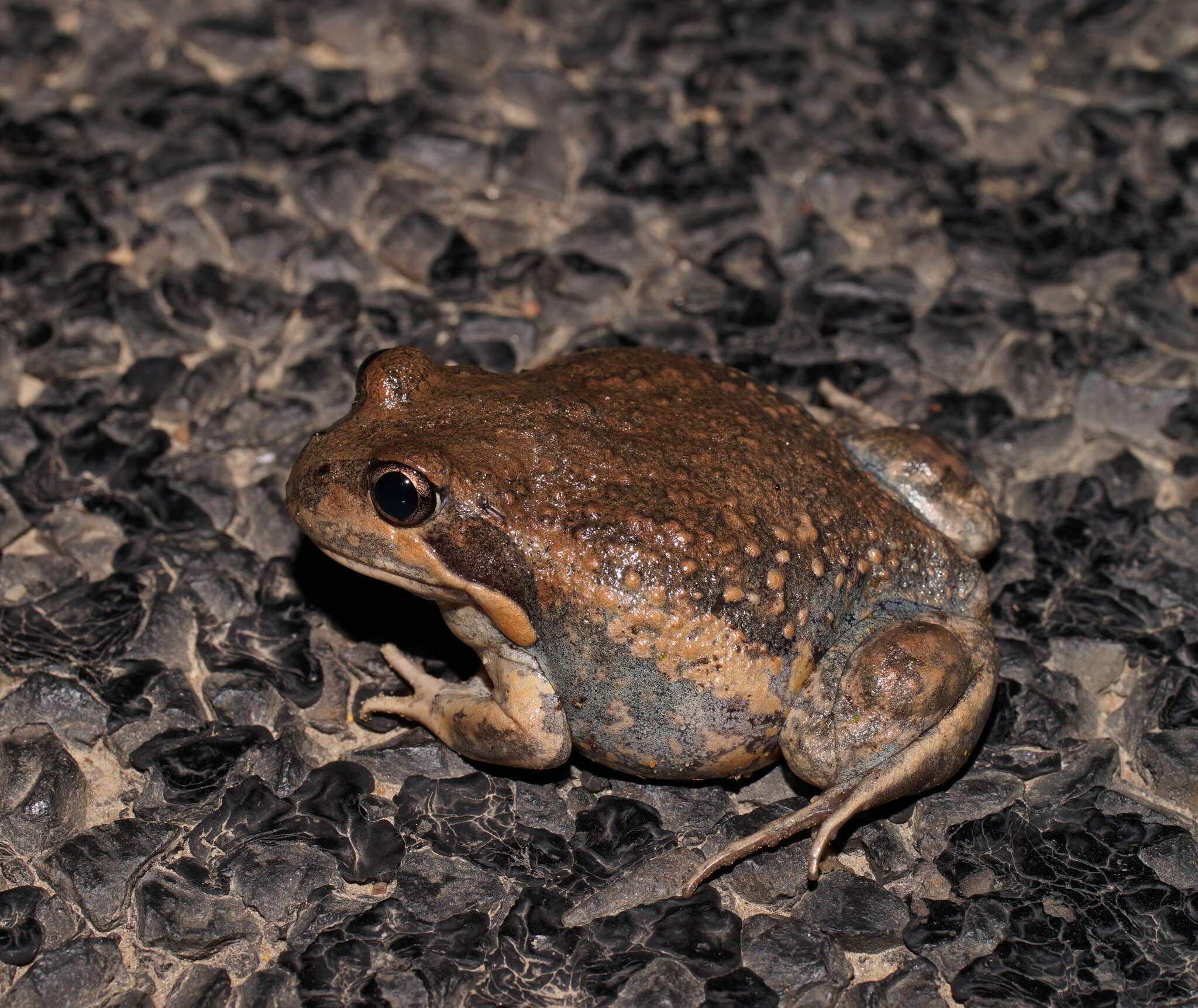 Image of Limnodynastes dumerilii Peters 1863