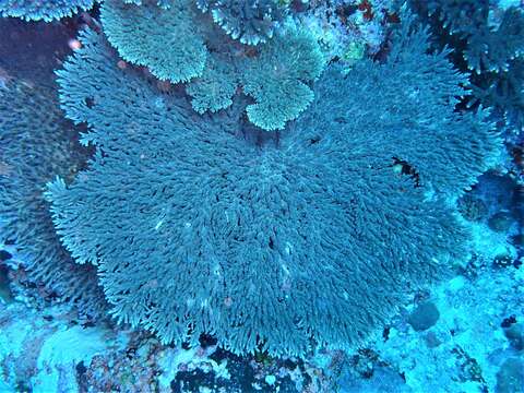 Image of Table coral