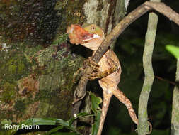 Image of Ihering's fathead anole