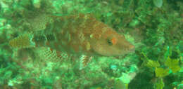 Image of Celebes wrasse