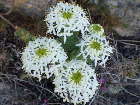 Image of Lachnaea pomposa Beyers