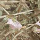 Image de Convolvulus cephalopodus subsp. bushiricus (Bornm.) J. R. I. Wood & Scotland