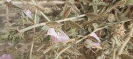 Image of Convolvulus cephalopodus subsp. bushiricus (Bornm.) J. R. I. Wood & Scotland