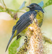 Image of Phainoptila Salvin 1877