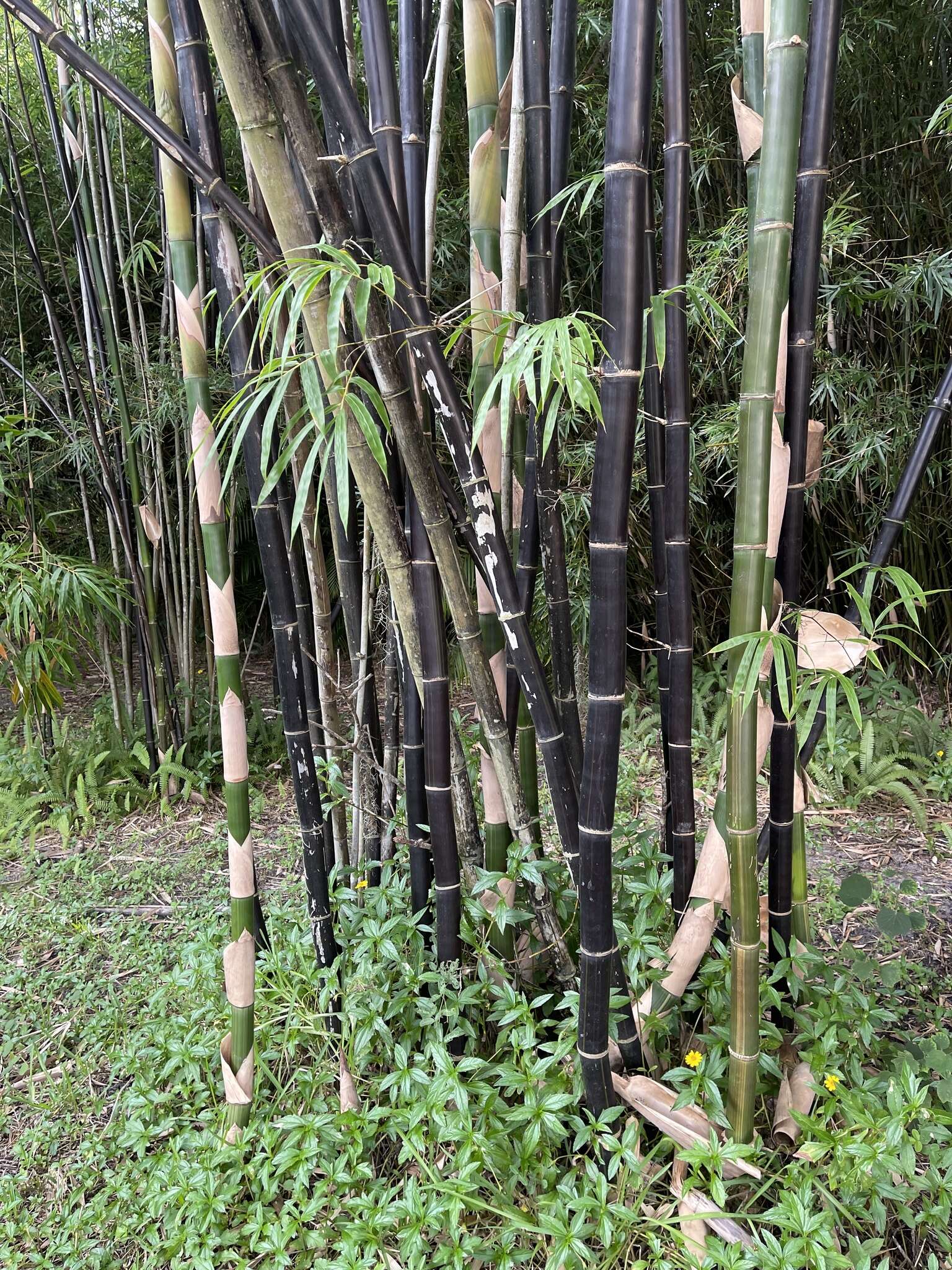 Слика од Phyllostachys nigra (Lodd. ex Lindl.) Munro