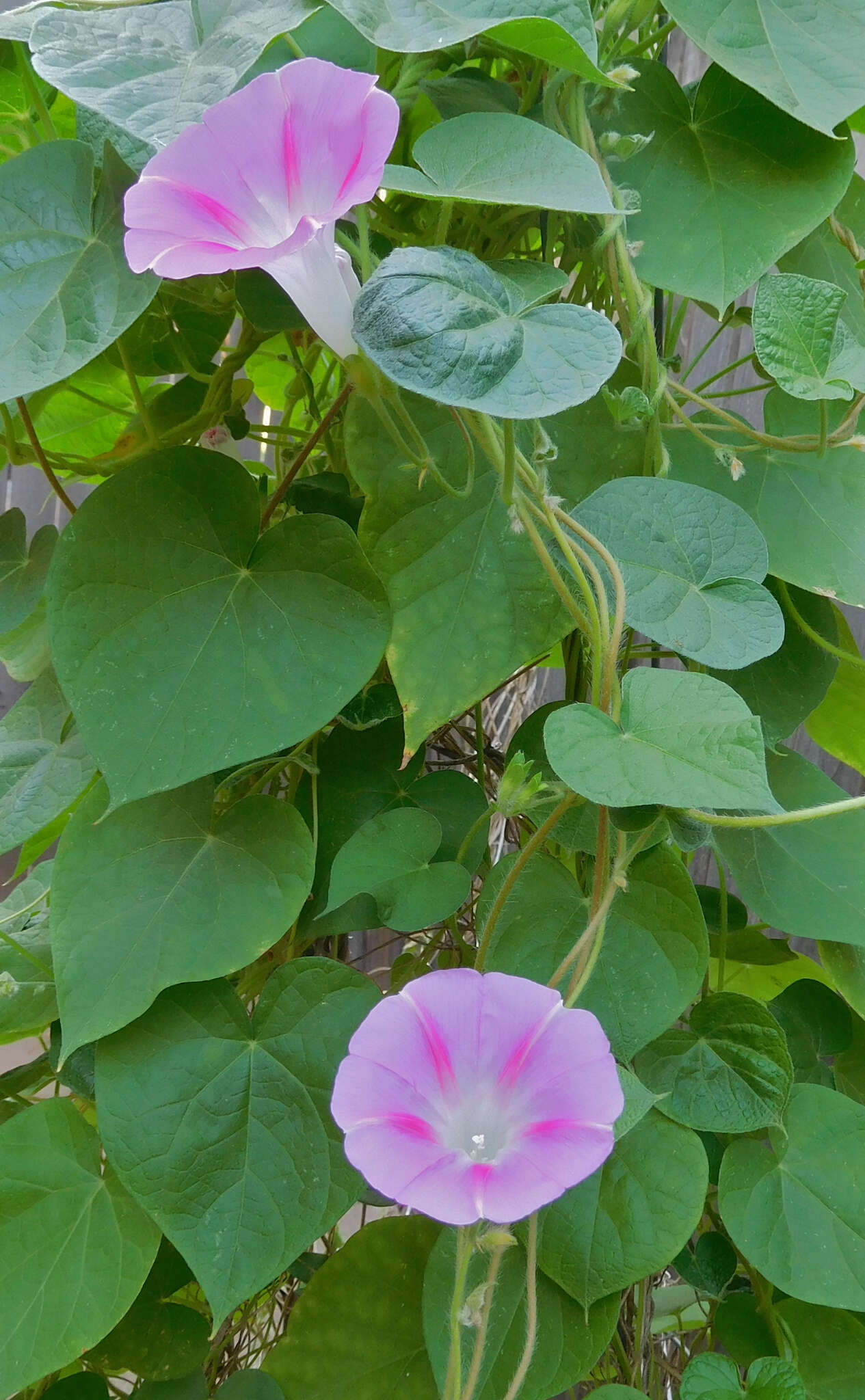 Слика од Ipomoea purpurea (L.) Roth